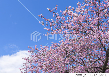 青空と21世紀の森公園に咲く河津桜　福島県いわき市 124213854
