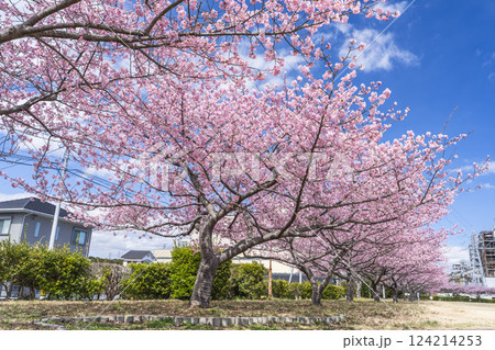 青空と勿来発電所に咲く河津桜　福島県いわき市 124214253