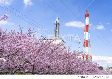青空と勿来発電所に咲く河津桜　福島県いわき市 124214258