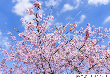 青空と勿来発電所に咲く河津桜　福島県いわき市 124214261