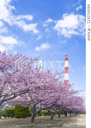 青空と勿来発電所に咲く河津桜 福島県いわき市 青空と勿来発電所に咲く河津桜 福島県いわき市 124214264