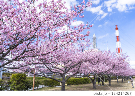 青空と勿来発電所に咲く河津桜 福島県いわき市 青空と勿来発電所に咲く河津桜 福島県いわき市 124214267