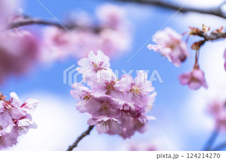 青空と勿来発電所に咲く河津桜 福島県いわき市 青空と勿来発電所に咲く河津桜 福島県いわき市 124214270