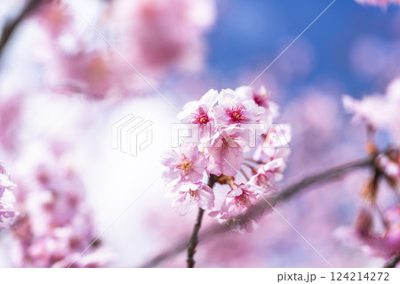 青空と勿来発電所に咲く河津桜　福島県いわき市 124214272