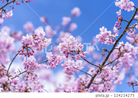 青空と勿来発電所に咲く河津桜 福島県いわき市 青空と勿来発電所に咲く河津桜 福島県いわき市 124214275