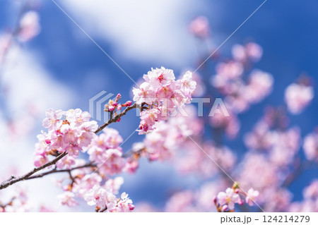 青空と勿来発電所に咲く河津桜 福島県いわき市 青空と勿来発電所に咲く河津桜 福島県いわき市 124214279
