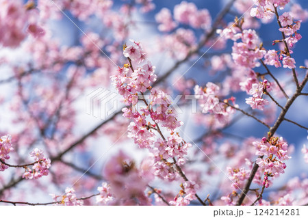 青空と勿来発電所に咲く河津桜 福島県いわき市 青空と勿来発電所に咲く河津桜 福島県いわき市 124214281