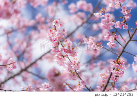 青空と勿来発電所に咲く河津桜　福島県いわき市 124214282