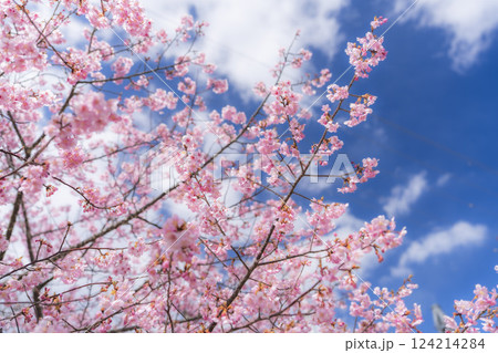 青空と勿来発電所に咲く河津桜　福島県いわき市 124214284