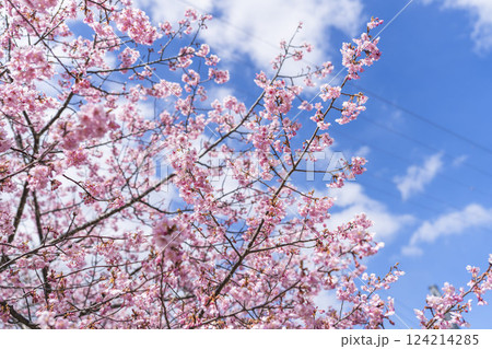 青空と勿来発電所に咲く河津桜　福島県いわき市 124214285