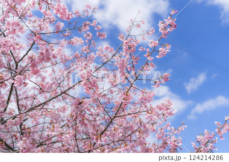 青空と勿来発電所に咲く河津桜　福島県いわき市 124214286