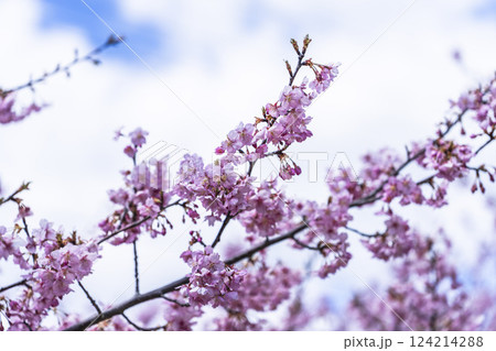 青空と勿来発電所に咲く河津桜　福島県いわき市 124214288