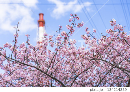 青空と勿来発電所に咲く河津桜　福島県いわき市 124214289