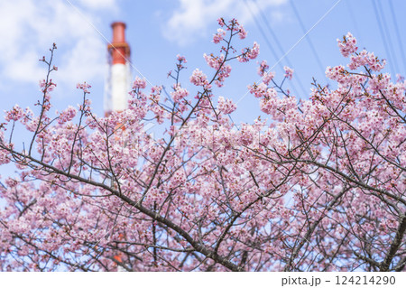 青空と勿来発電所に咲く河津桜　福島県いわき市 124214290