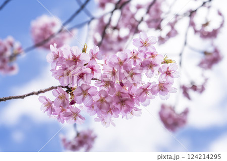 青空と勿来発電所に咲く河津桜 福島県いわき市 青空と勿来発電所に咲く河津桜 福島県いわき市 124214295