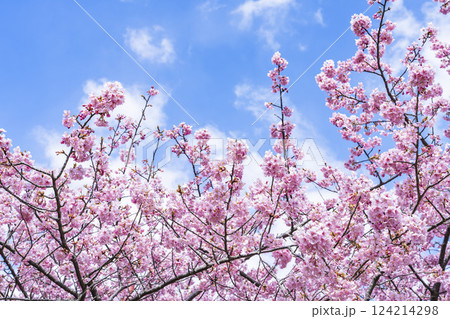 青空と勿来発電所に咲く河津桜　福島県いわき市 124214298
