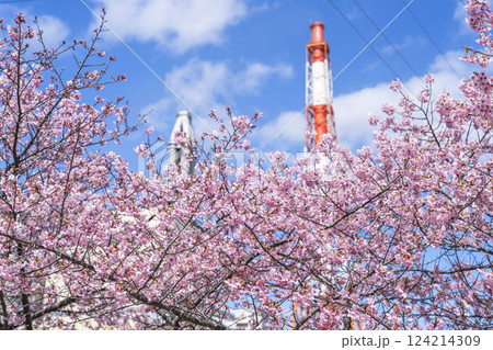 青空と勿来発電所に咲く河津桜 福島県いわき市 青空と勿来発電所に咲く河津桜 福島県いわき市 124214309