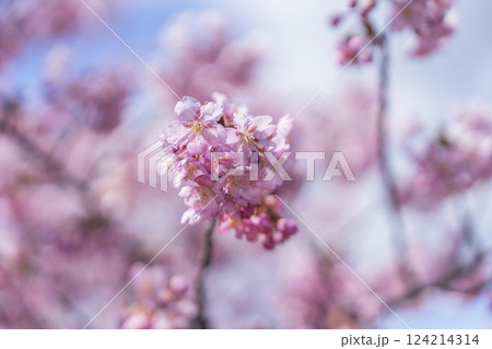 青空と勿来発電所に咲く河津桜 福島県いわき市 青空と勿来発電所に咲く河津桜 福島県いわき市 124214314