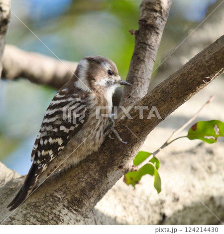 木の枝にとまるコゲラの可愛い横顔③ 木の枝にとまるコゲラの可愛い横顔③ 124214430