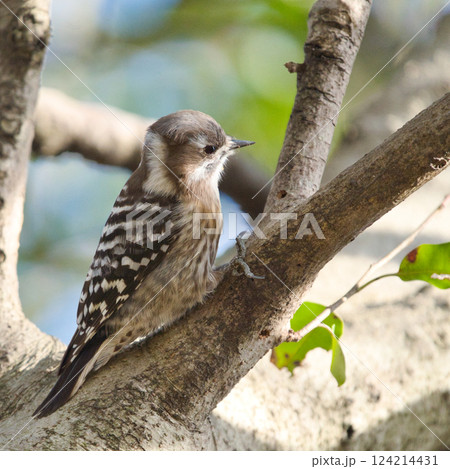 木の枝にとまるコゲラの可愛い横顔④ 木の枝にとまるコゲラの可愛い横顔④ 124214431