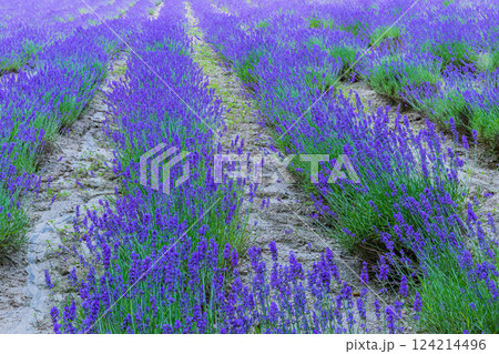 ラベンダー 124214496