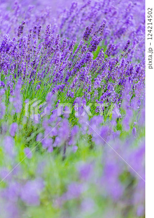 ラベンダー 124214502