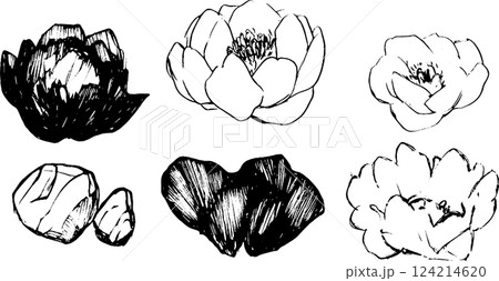 A collection of hand-drawn sketches of lotus flowers and leaves, showcasing various styles and perspectives. The illustrations include both open and closed blooms, along with stones. A collection of hand-drawn sketches of lotus flowers and leaves, showcasing various styles and perspectives. The illustrations include both open and closed blooms, along with stones. 124214620