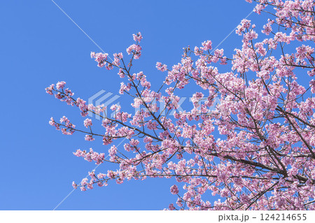 青空と21世紀の森公園に咲く河津桜 福島県いわき市 青空と21世紀の森公園に咲く河津桜 福島県いわき市 124214655
