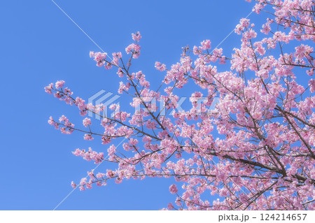 青空と21世紀の森公園に咲く河津桜　福島県いわき市 124214657