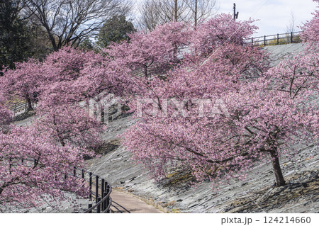 青空と21世紀の森公園に咲く河津桜 福島県いわき市 青空と21世紀の森公園に咲く河津桜 福島県いわき市 124214660