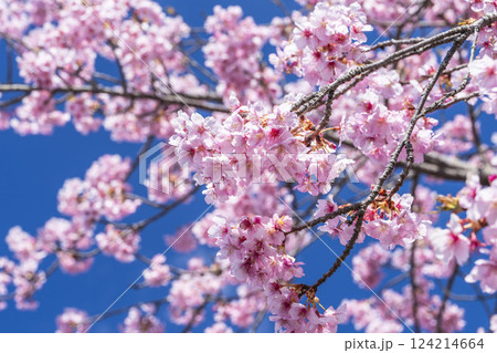 青空と21世紀の森公園に咲く河津桜　福島県いわき市 124214664