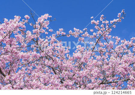 青空と21世紀の森公園に咲く河津桜　福島県いわき市 124214665