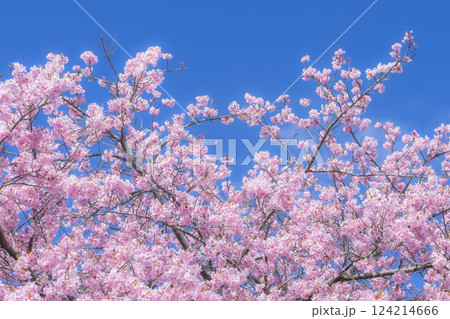 青空と21世紀の森公園に咲く河津桜　福島県いわき市 124214666