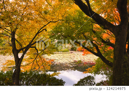 紅葉美しい秋の京都イメージ写真 124214975