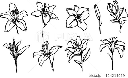 A collection of hand-drawn sketches of lilies, showcasing various stages of bloom and different angles. The illustrations highlight the delicate petals and stems of the flowers. 124215069