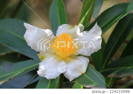 白い台湾椿（タイワンツバキ）の花 124215099