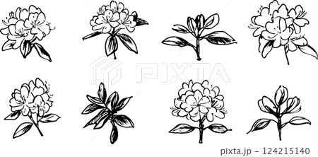 A collection of hand-drawn illustrations of flowers, showcasing various angles and details. Each flower features distinct petals and leaves, emphasizing artistic style. 124215140