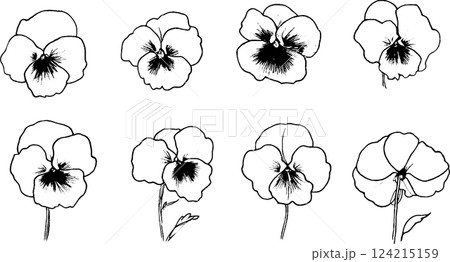 A collection of eight black and white illustrations of pansy flowers, showcasing different angles and details of the petals and stems. 124215159