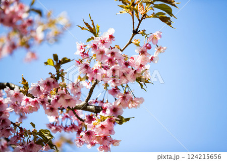 埼玉県所沢航空記念公園　河津桜 124215656