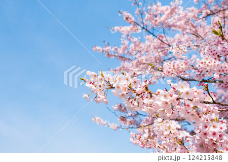 桜 124215848