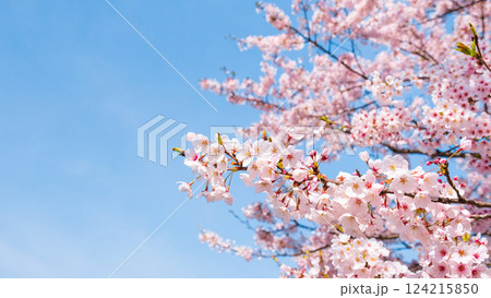 桜 124215850