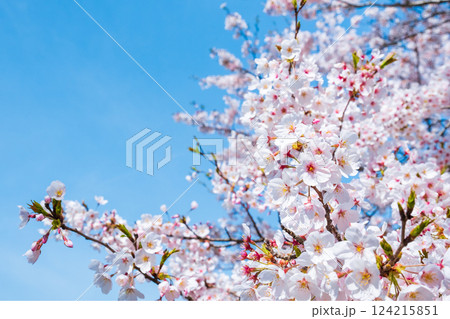 桜 桜 124215851