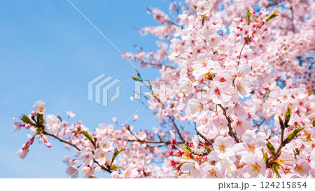 桜 桜 124215854
