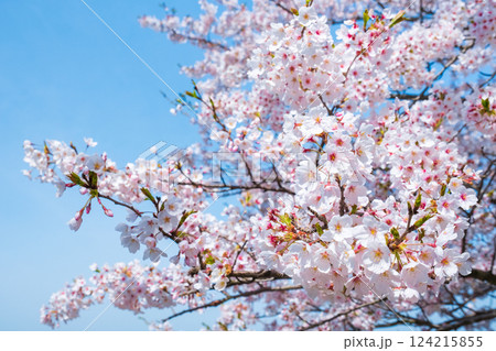 桜 124215855