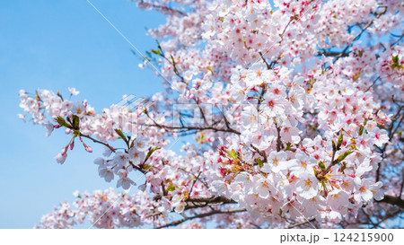 桜 124215900