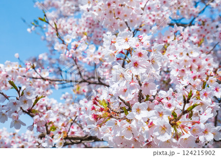 桜 桜 124215902