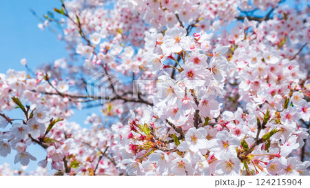 桜 桜 124215904
