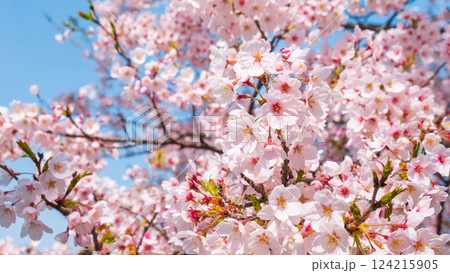 桜 124215905