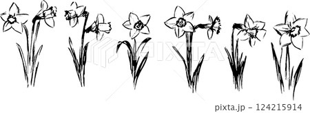 A series of hand-drawn daffodil flowers in various stages of bloom, showcasing their distinct trumpet-shaped petals and slender green stems. 124215914