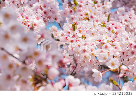 桜 124216032
